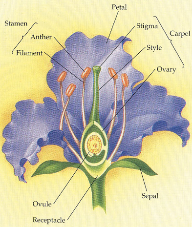 labeled flower