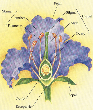 A Labelled Flower