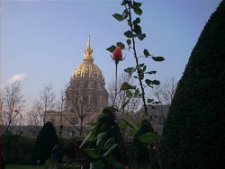 a rose in Rodin's Gardens