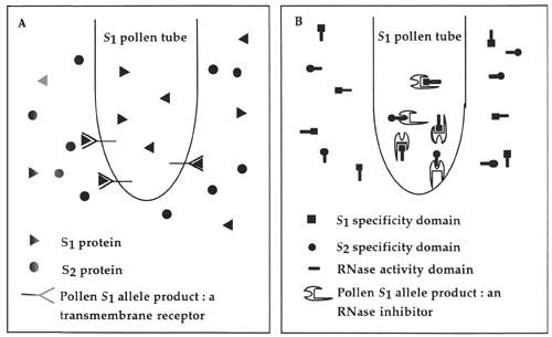 diagram of two models