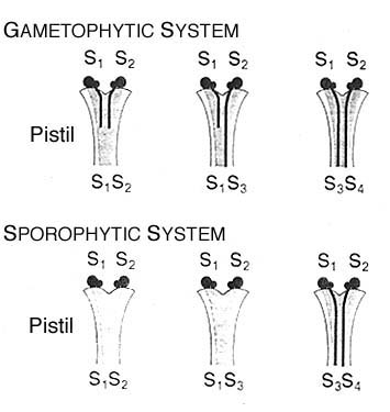 comparison of GSI and SSI