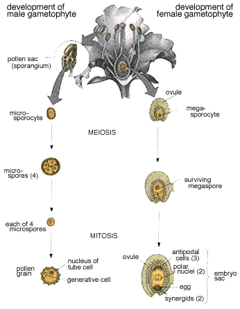 gametogenesis diagram