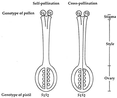 pollen tube growth in G-type