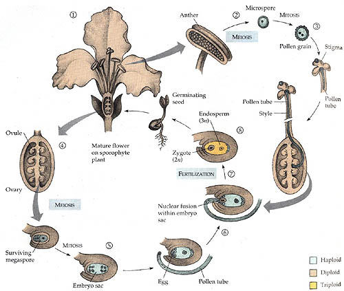 angiosperm life cycle