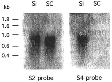 figure1