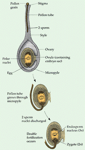 diagram of mature gametophytes