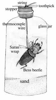 bess beetle