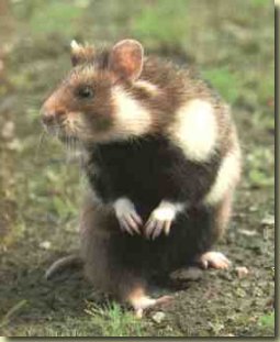 hamsters