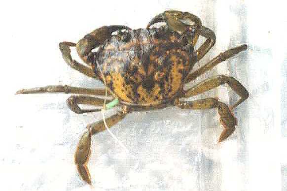 crab