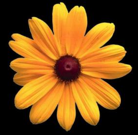 daisy.jpg