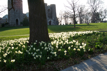 daffodils