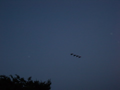 IMGP0099.JPG