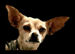 The Taco Bell Dog; click to hear him talk!