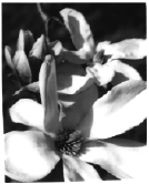 magnolia